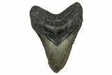 Fossil Megalodon Tooth - North Carolina #348158-1